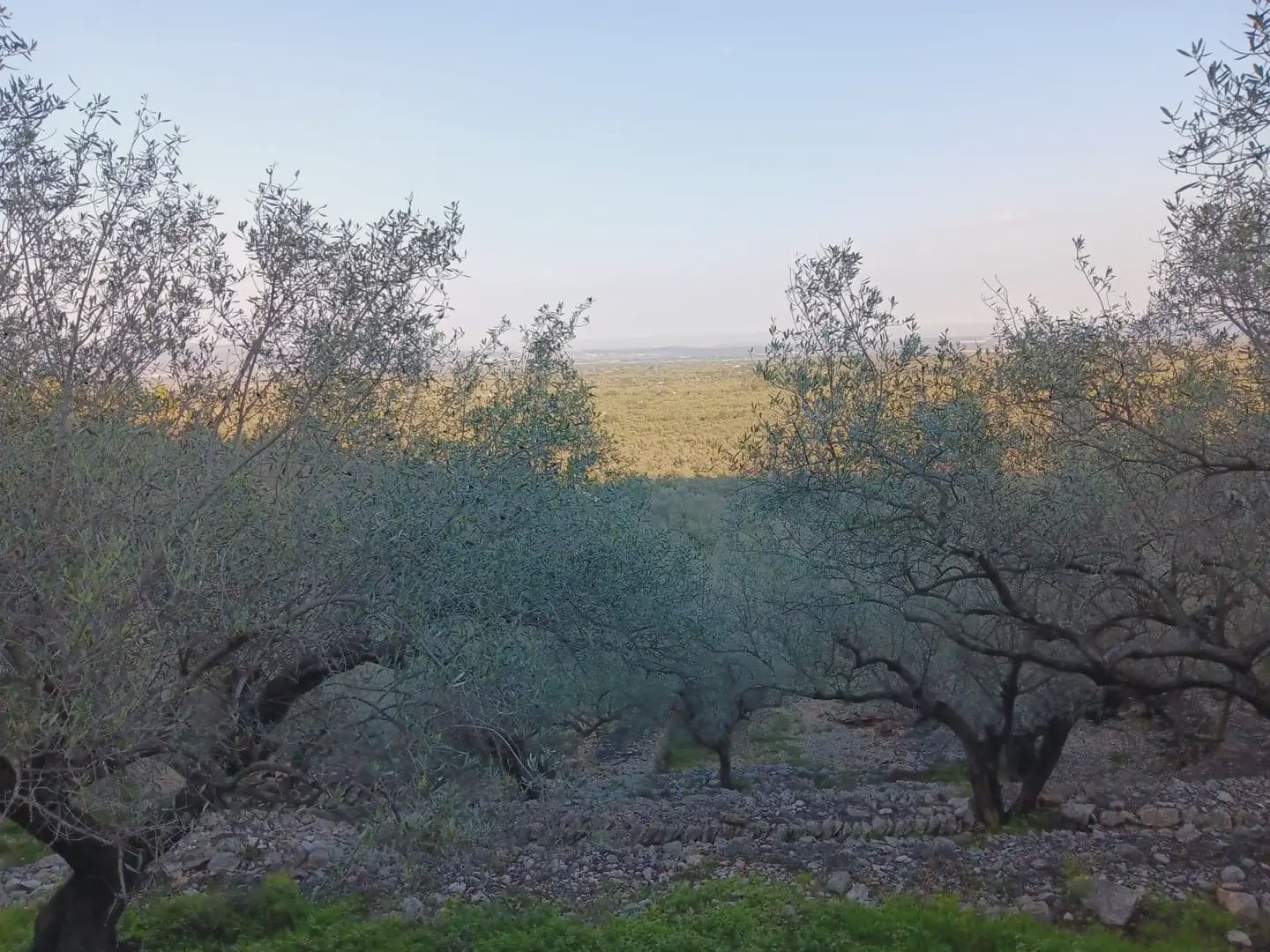 Terrain à Bâtir à vendre à Tortosa - 40 000 € (Ref: 10024482)