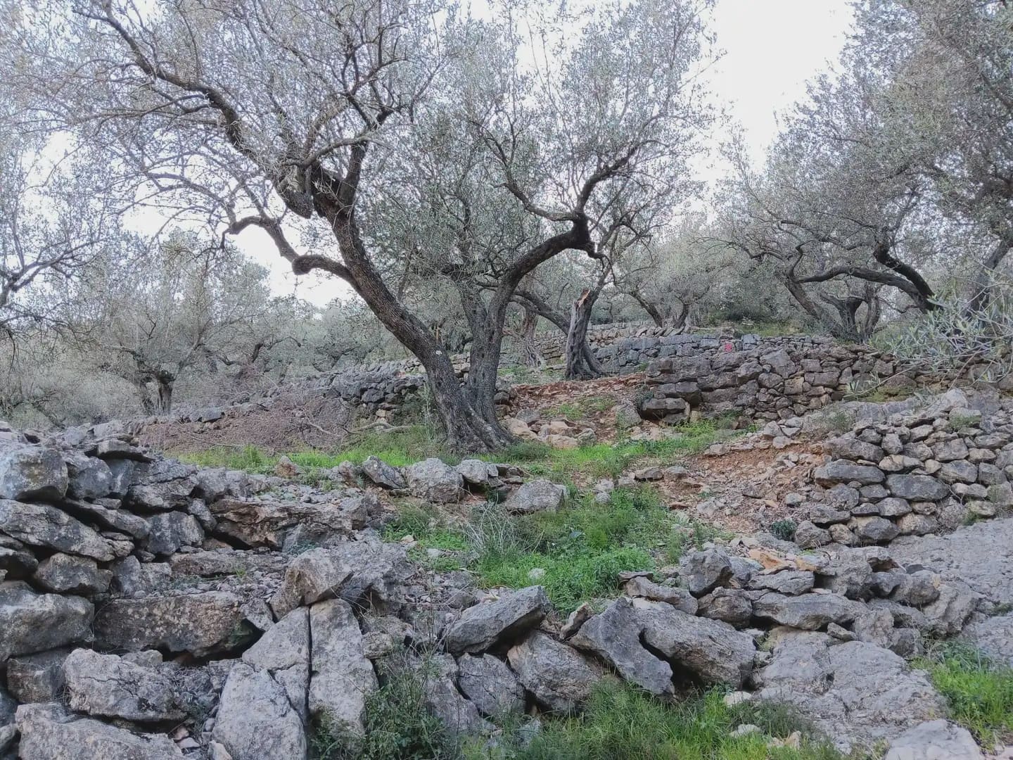 Terrain à Bâtir à vendre à Tortosa - 40 000 € (Ref: 10024482)