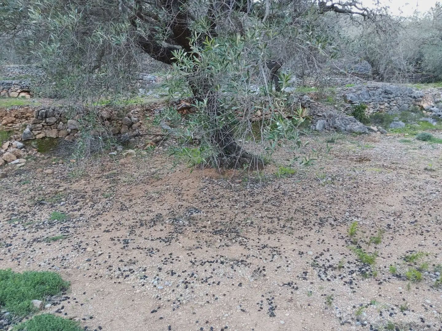 Terrain à Bâtir à vendre à Tortosa - 40 000 € (Ref: 10024482)