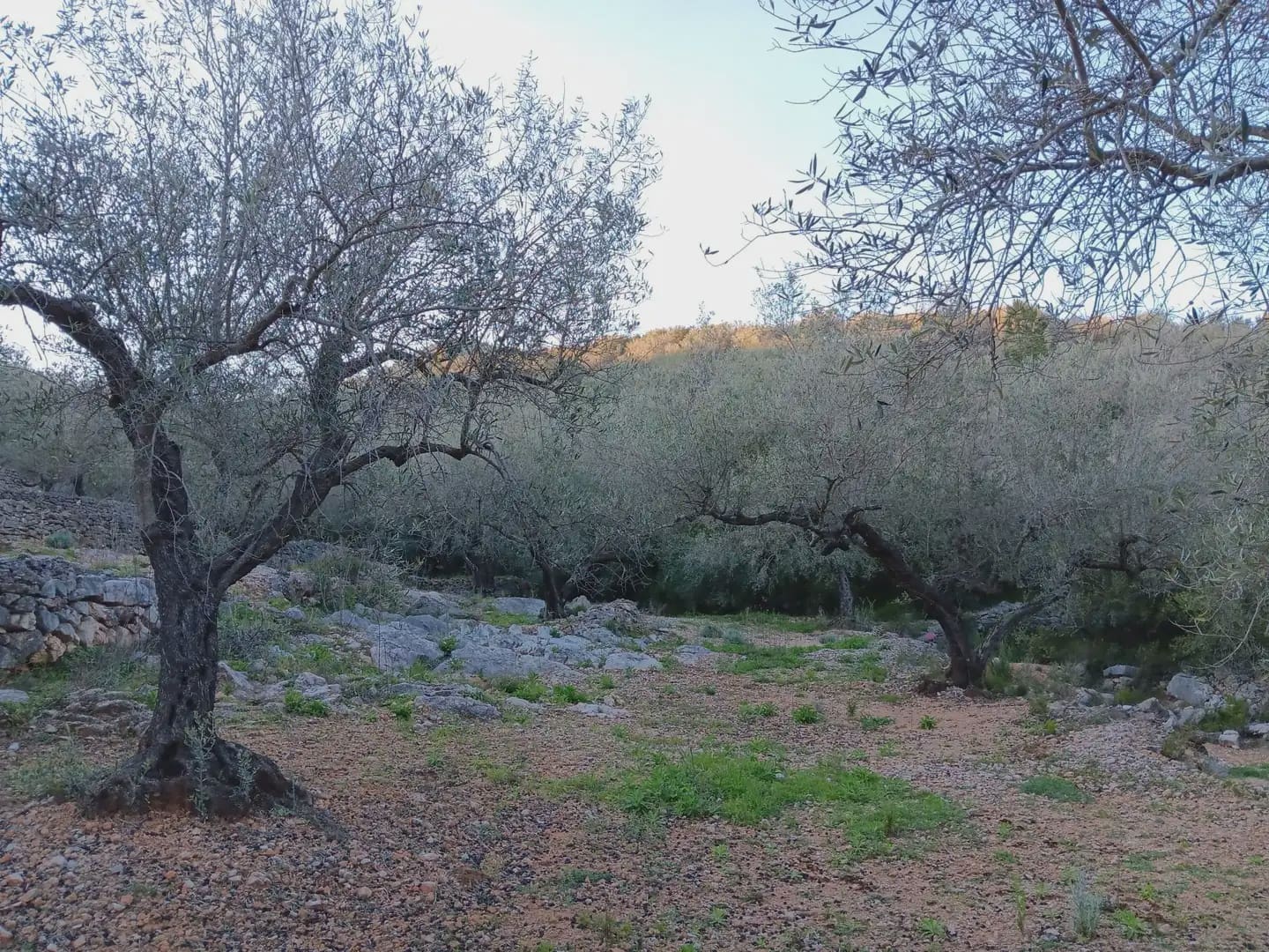 Terrain à Bâtir à vendre à Tortosa - 40 000 € (Ref: 10024482)