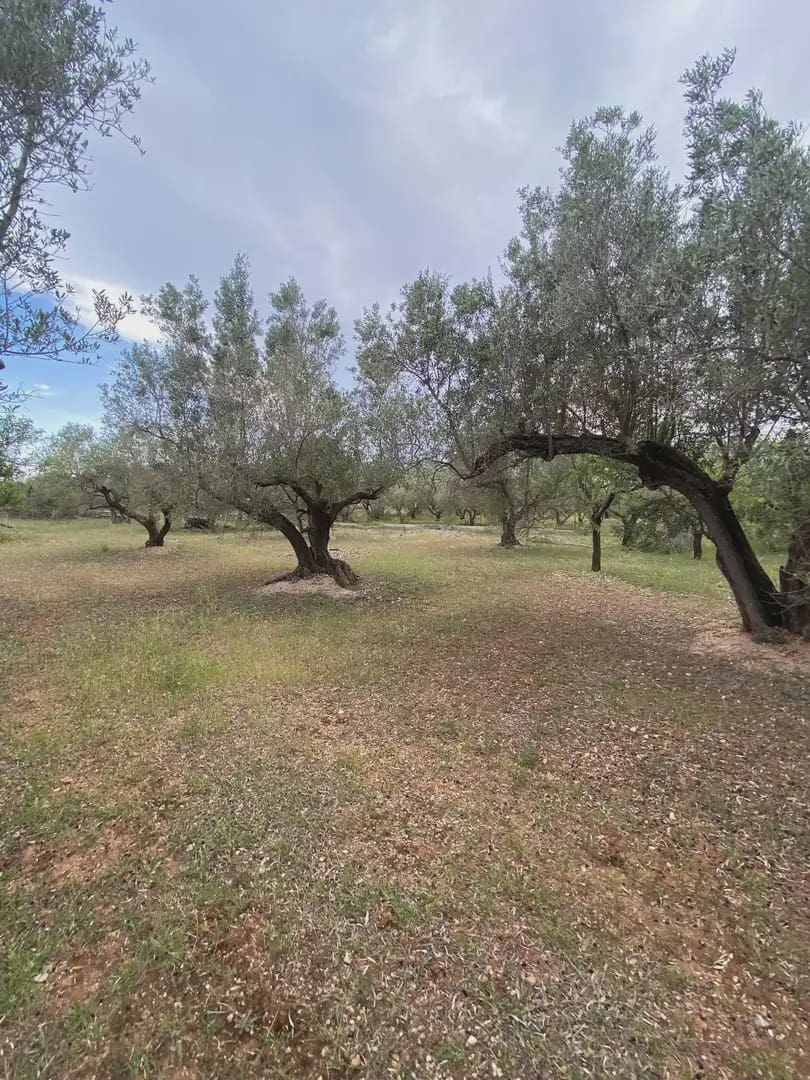 Tomt till salu i Tortosa - 15 000 € (Ref: 10024489)