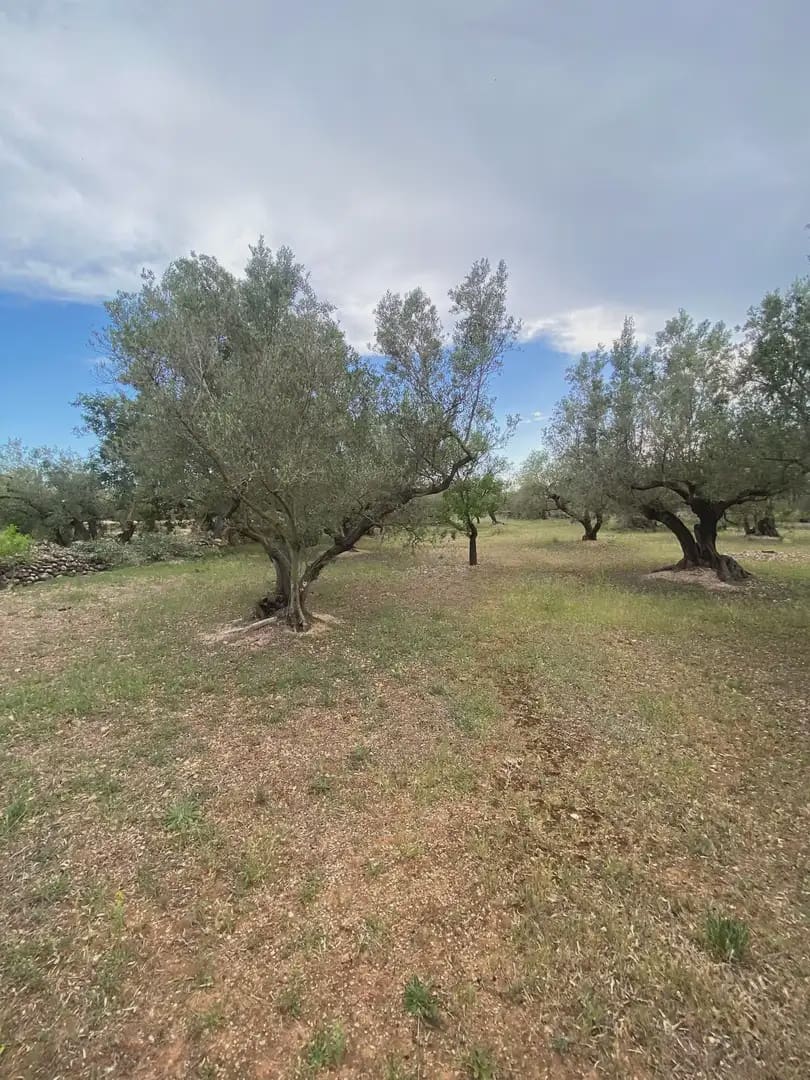 Tomt till salu i Tortosa - 15 000 € (Ref: 10024489)