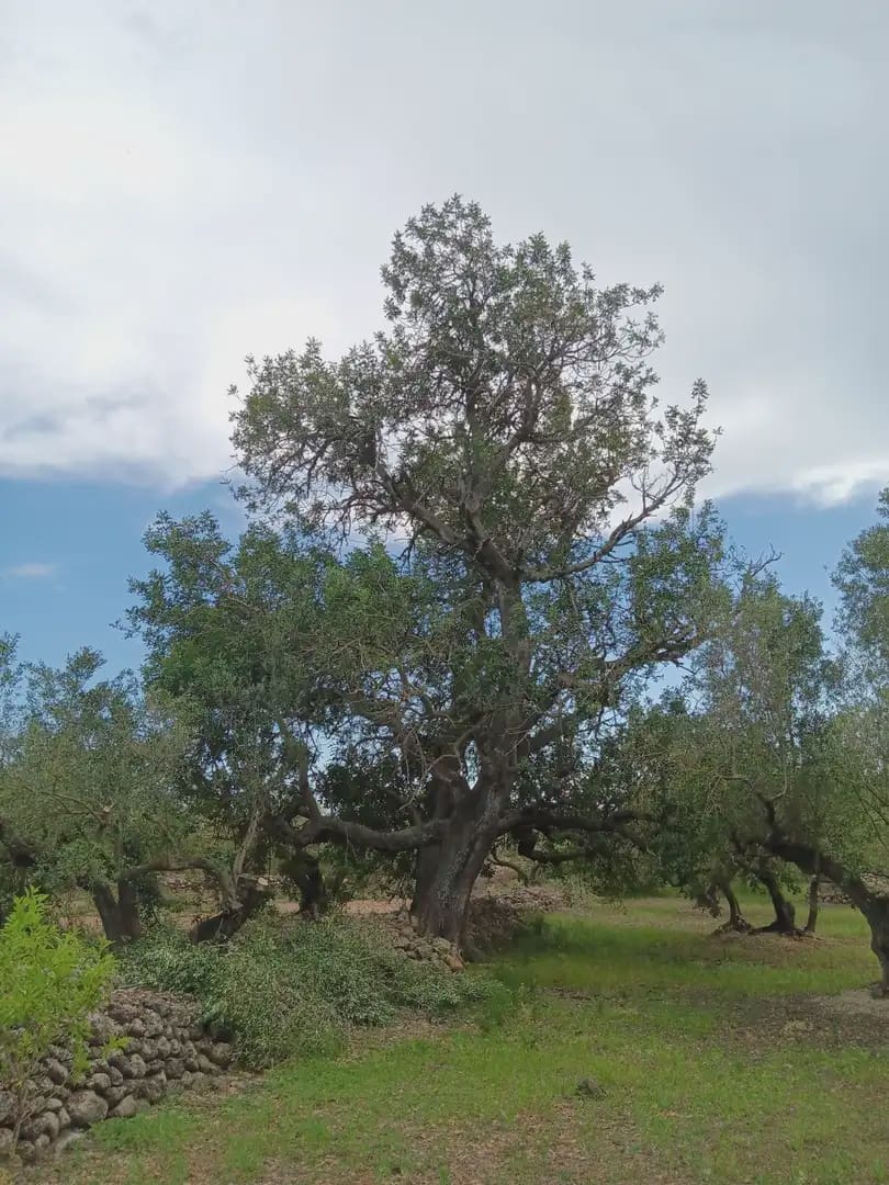 Tomt till salu i Tortosa - 15 000 € (Ref: 10024489)