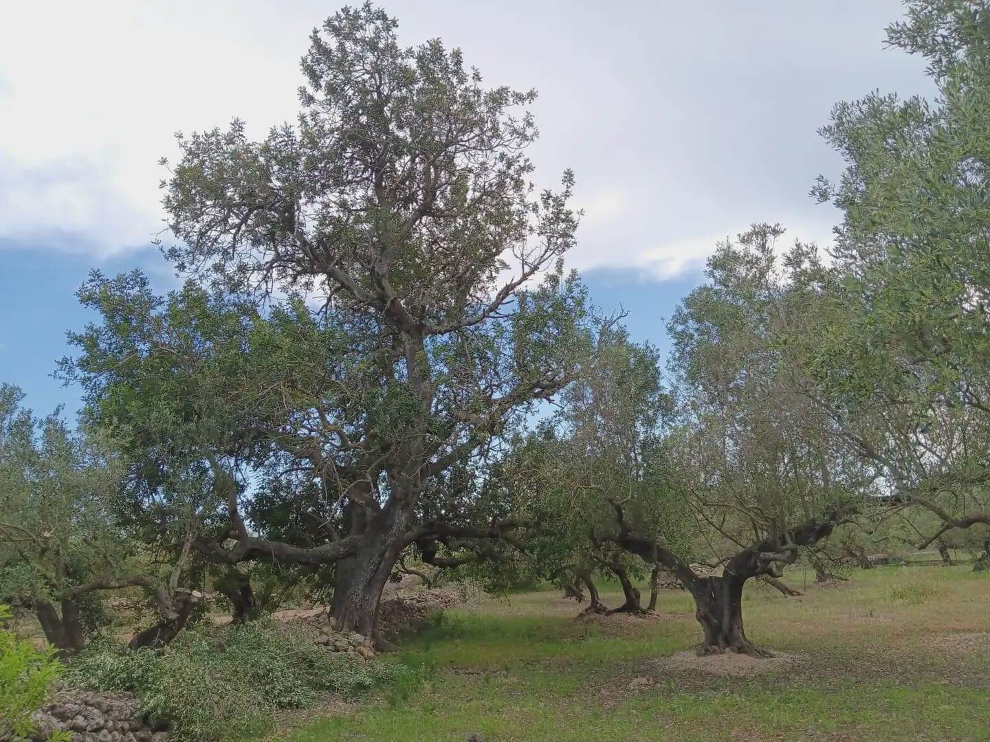Tomt till salu i Tortosa - 15 000 € (Ref: 10024489)