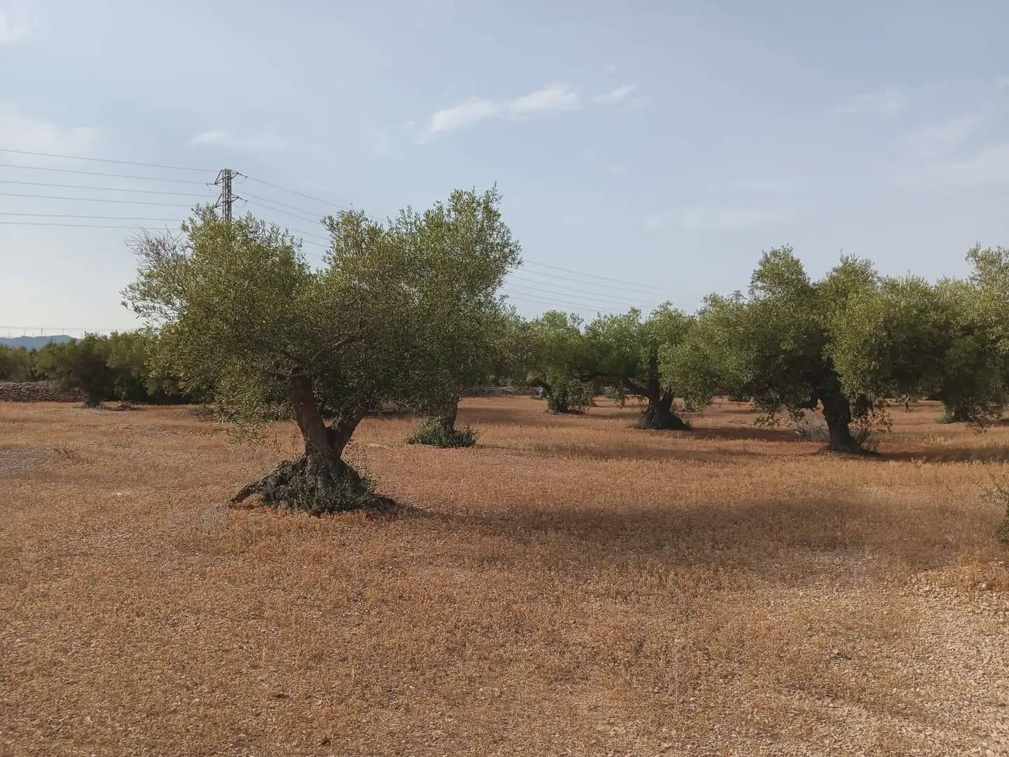 Solar/Parcela en L'Ampolla en venta - 115.000 € (Ref: 10024495)