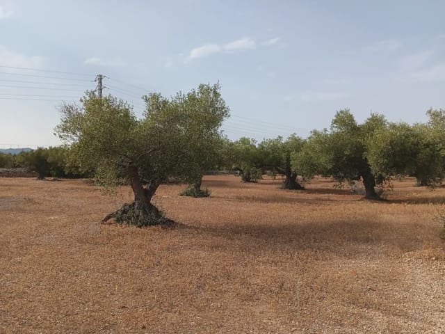 Area Edificabile in vendita in L'Ampolla - 115.000 € (Rif: 10024495)