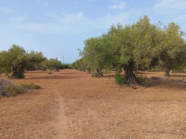 Area Edificabile in vendita in L'Ampolla - 115.000 € (Rif: 10024495)