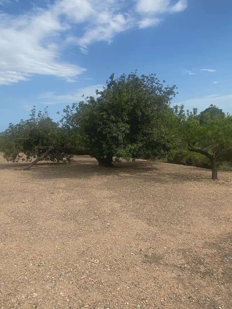 Bouwgrond te koop in Tortosa - € 15.000 (Ref: 10024500)