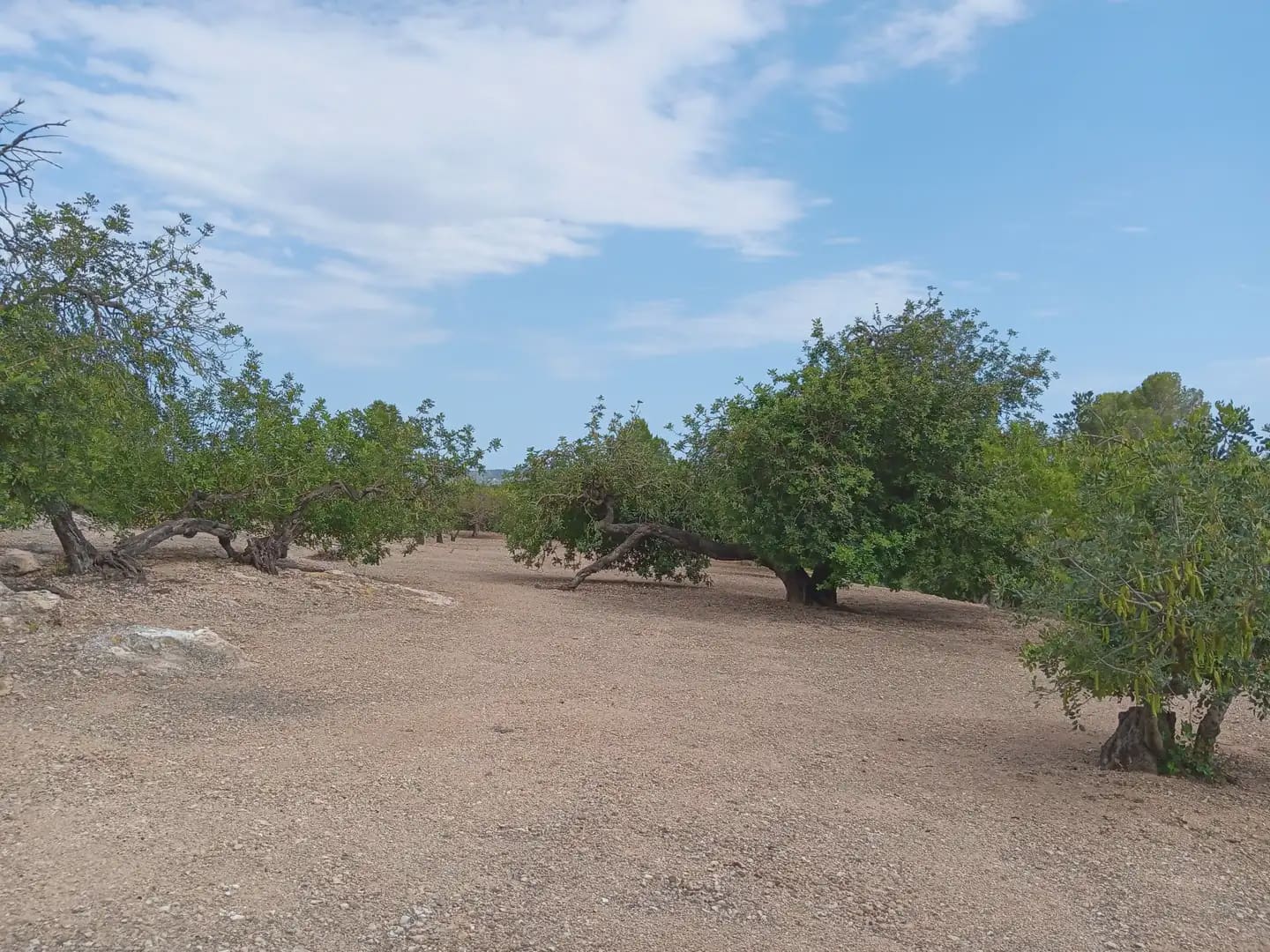 Bouwgrond te koop in Tortosa - € 15.000 (Ref: 10024500)