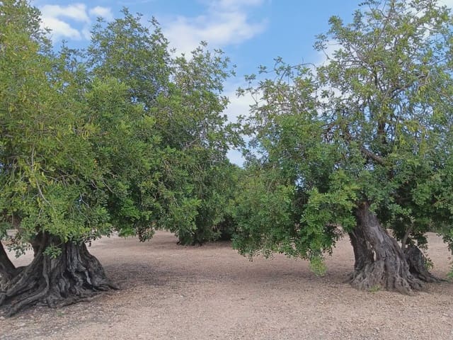 Tomt till salu i Tortosa - 15 000 € (Ref: 10024500)