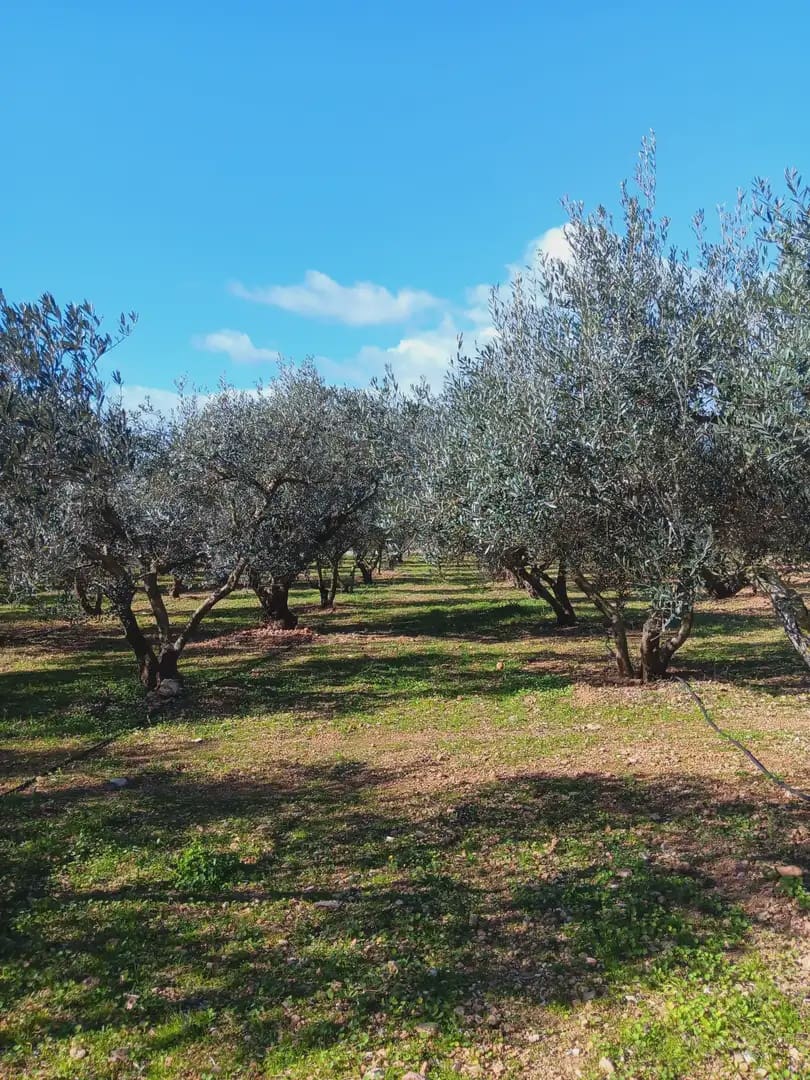 3 sovrum Finca/Hus på landet till salu i Tortosa med garage - 205 000 € (Ref: 10024501)