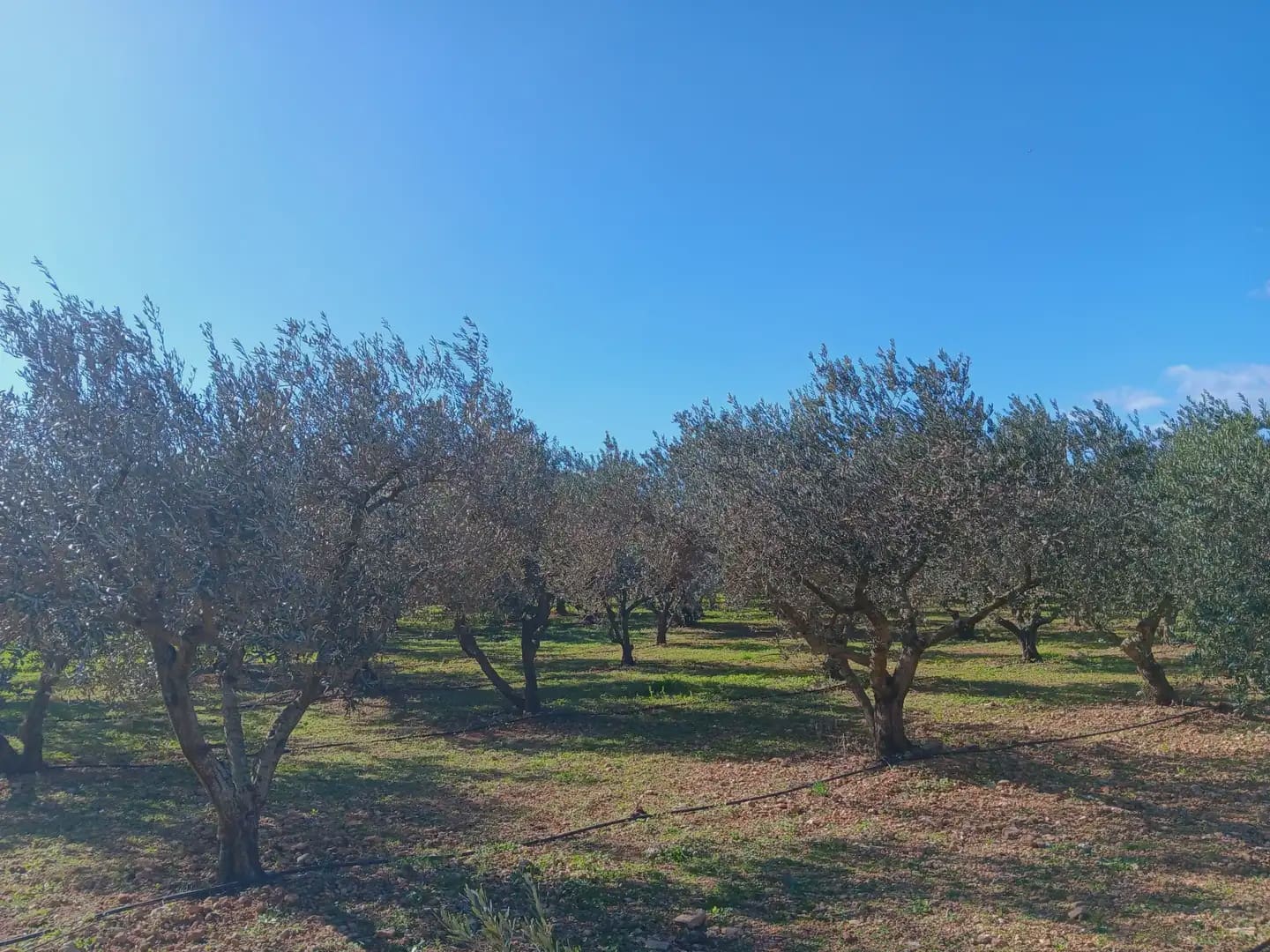 3 sovrum Finca/Hus på landet till salu i Tortosa med garage - 205 000 € (Ref: 10024501)