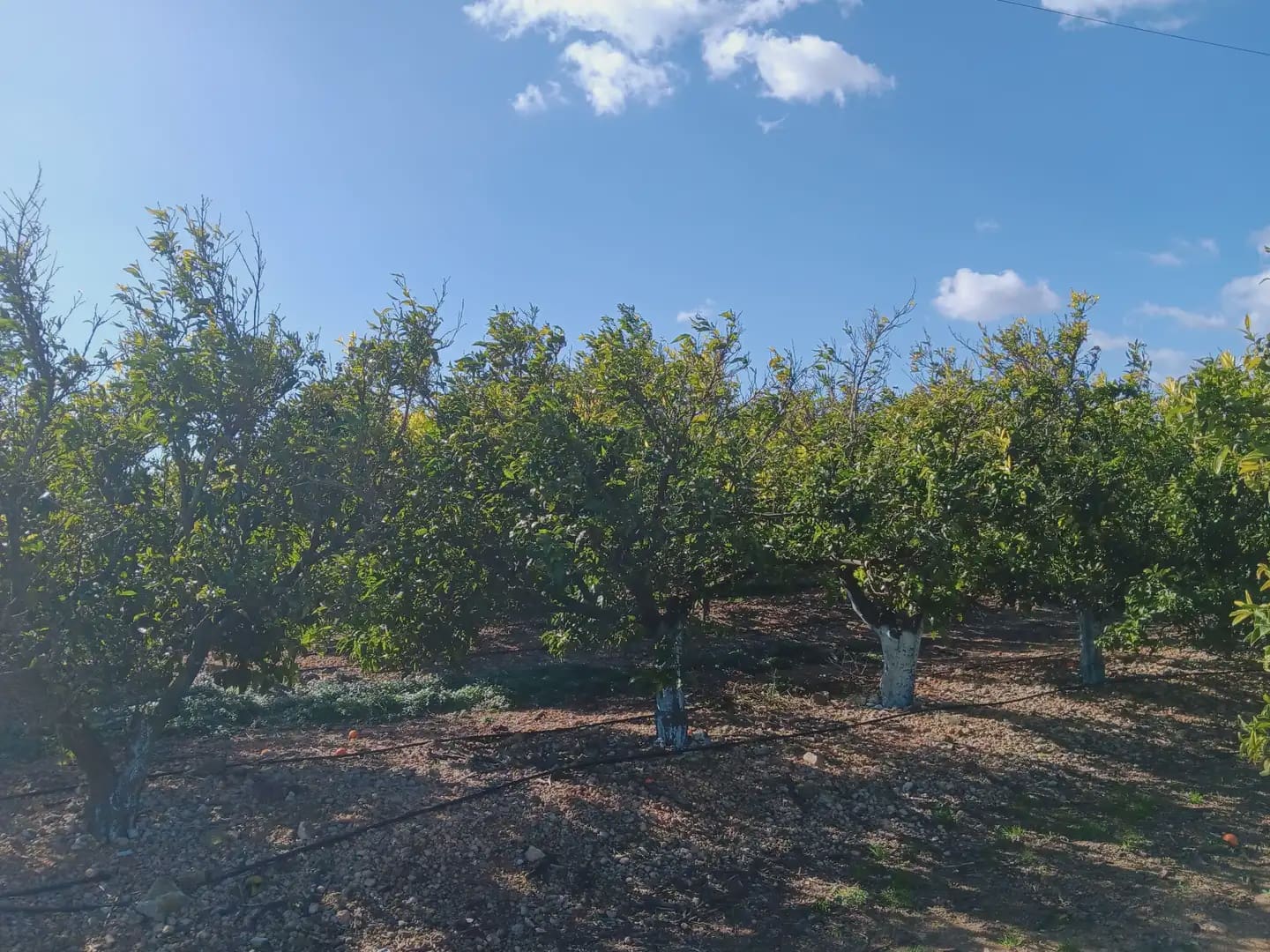 3 sovrum Finca/Hus på landet till salu i Tortosa med garage - 205 000 € (Ref: 10024501)
