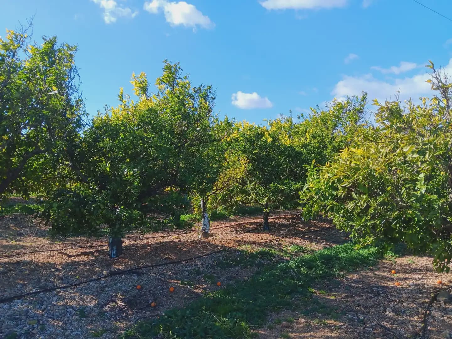 3 sovrum Finca/Hus på landet till salu i Tortosa med garage - 205 000 € (Ref: 10024501)