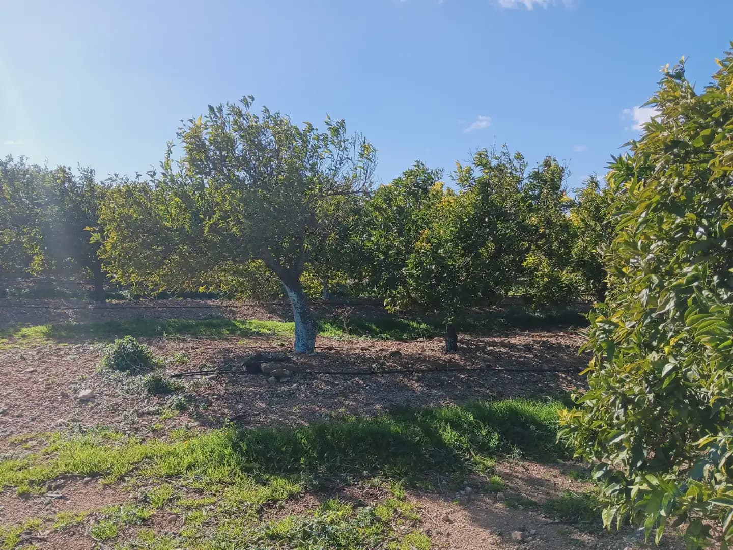 3 sovrum Finca/Hus på landet till salu i Tortosa med garage - 205 000 € (Ref: 10024501)