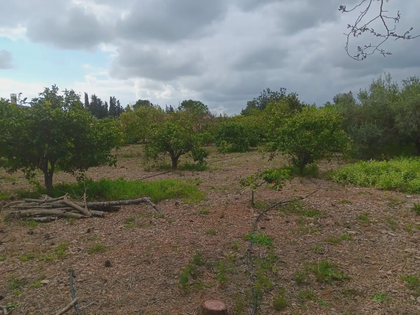 Building Plot for sale in Tortosa - € 60,000 (Ref: 10024506)