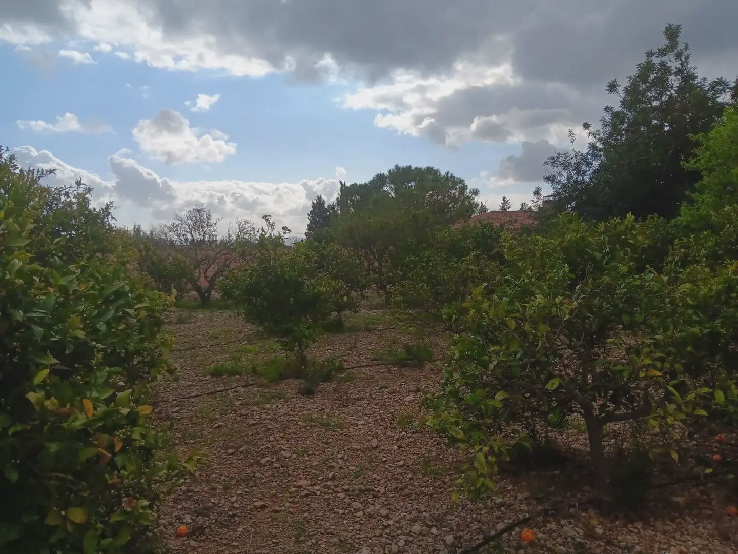 Building Plot for sale in Tortosa - € 60,000 (Ref: 10024506)