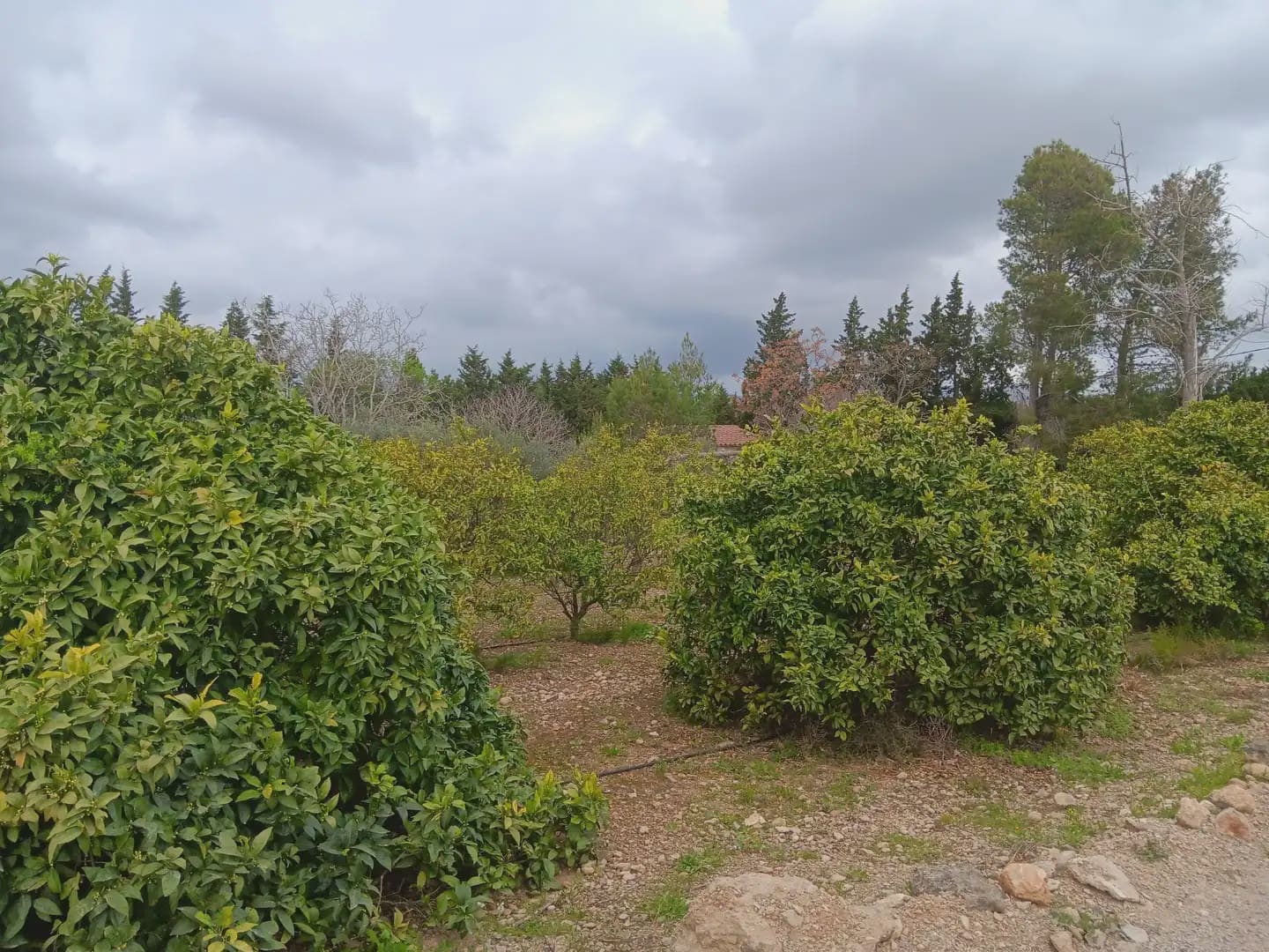 Building Plot for sale in Tortosa - € 60,000 (Ref: 10024506)