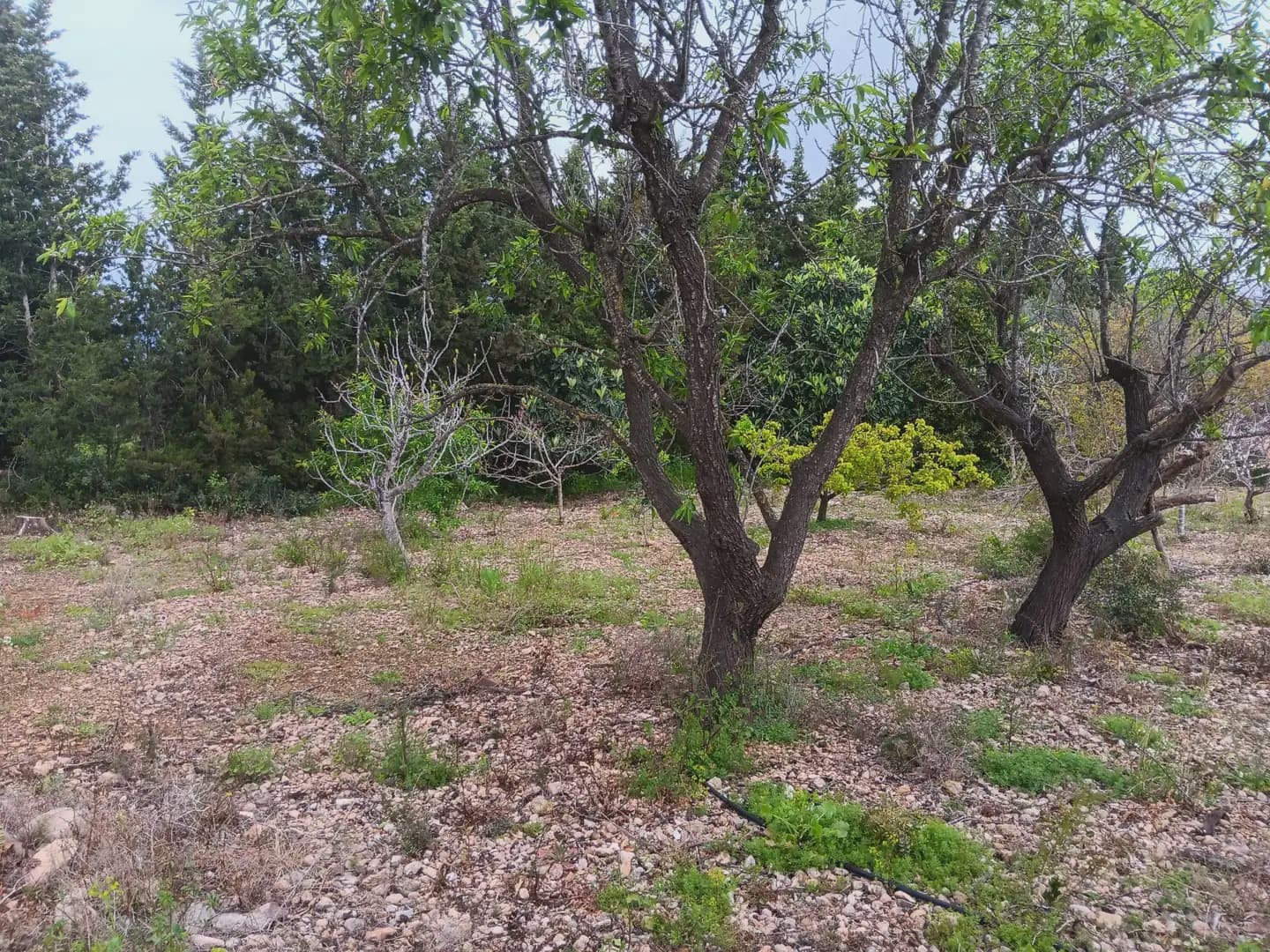 Building Plot for sale in Tortosa - € 60,000 (Ref: 10024506)