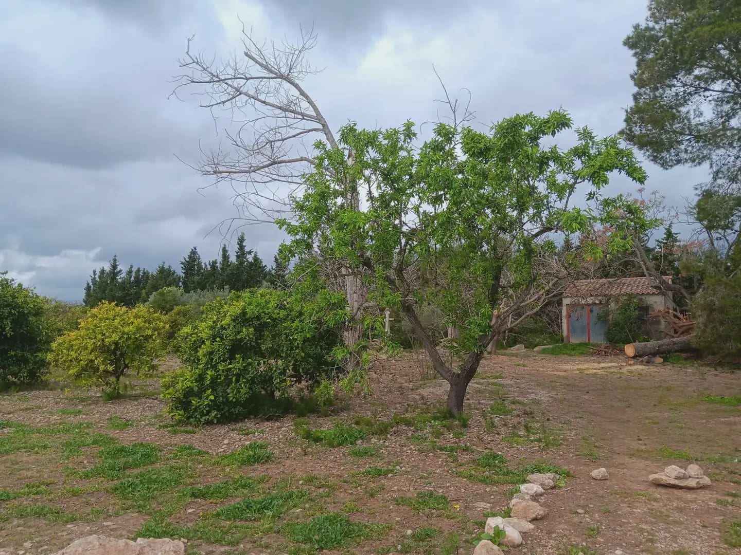Building Plot for sale in Tortosa - € 60,000 (Ref: 10024506)