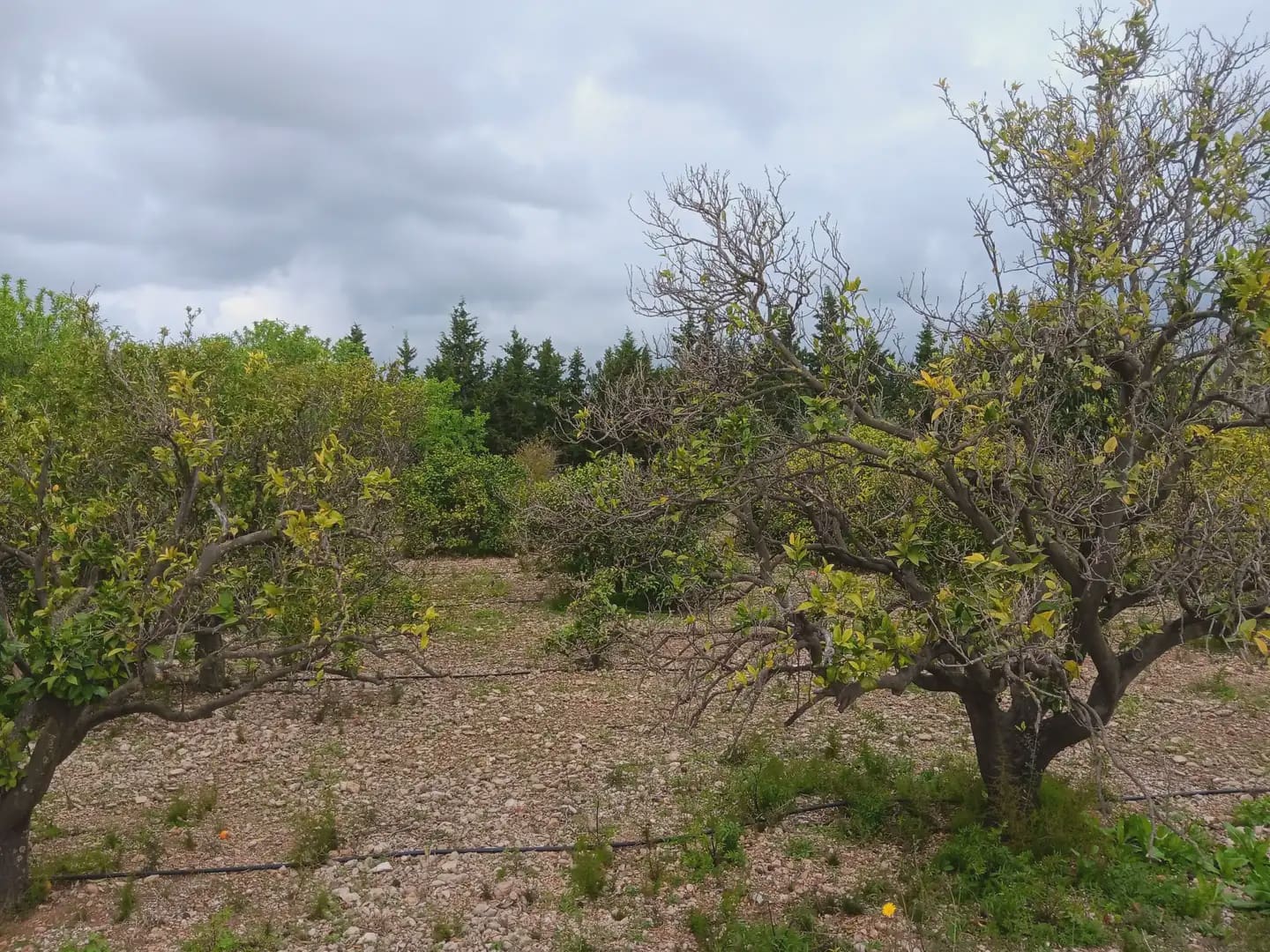 Building Plot for sale in Tortosa - € 60,000 (Ref: 10024506)