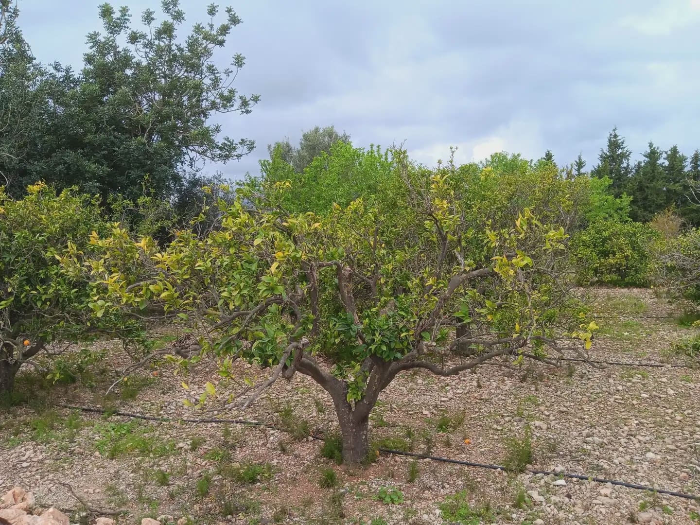 Building Plot for sale in Tortosa - € 60,000 (Ref: 10024506)