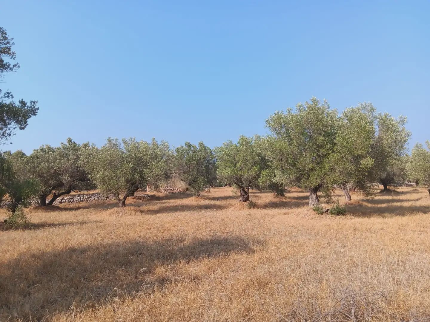 Terreno para Construção para venda em Tortosa - 80 000 € (Ref: 10024508)