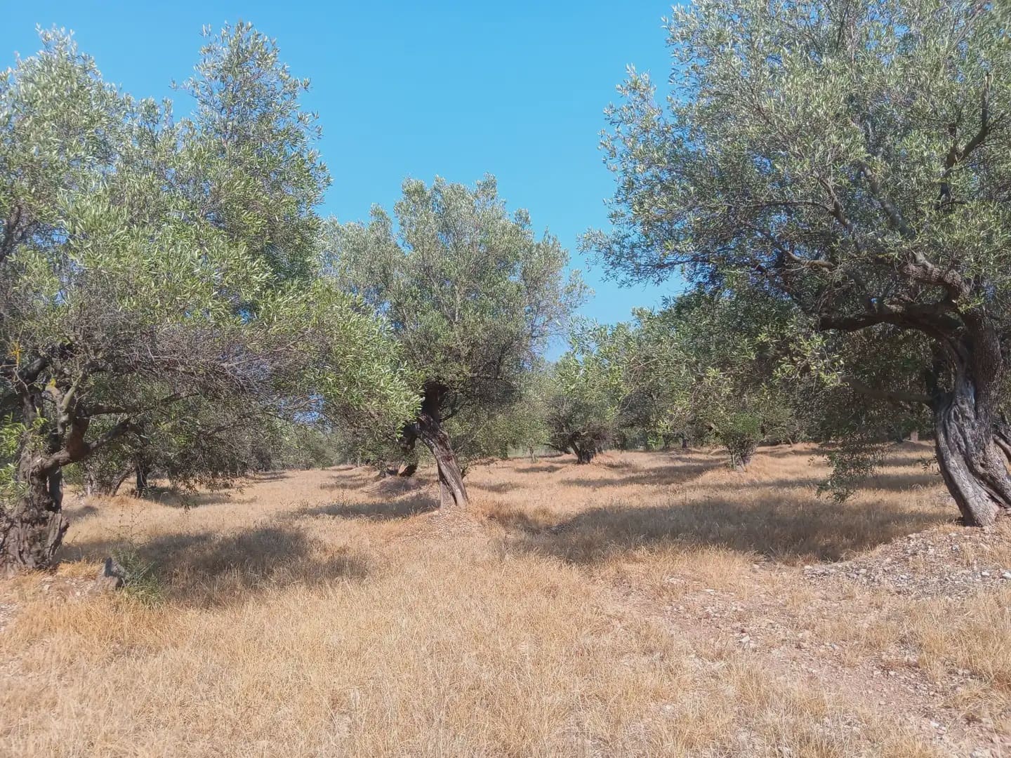 Terreno para Construção para venda em Tortosa - 80 000 € (Ref: 10024508)