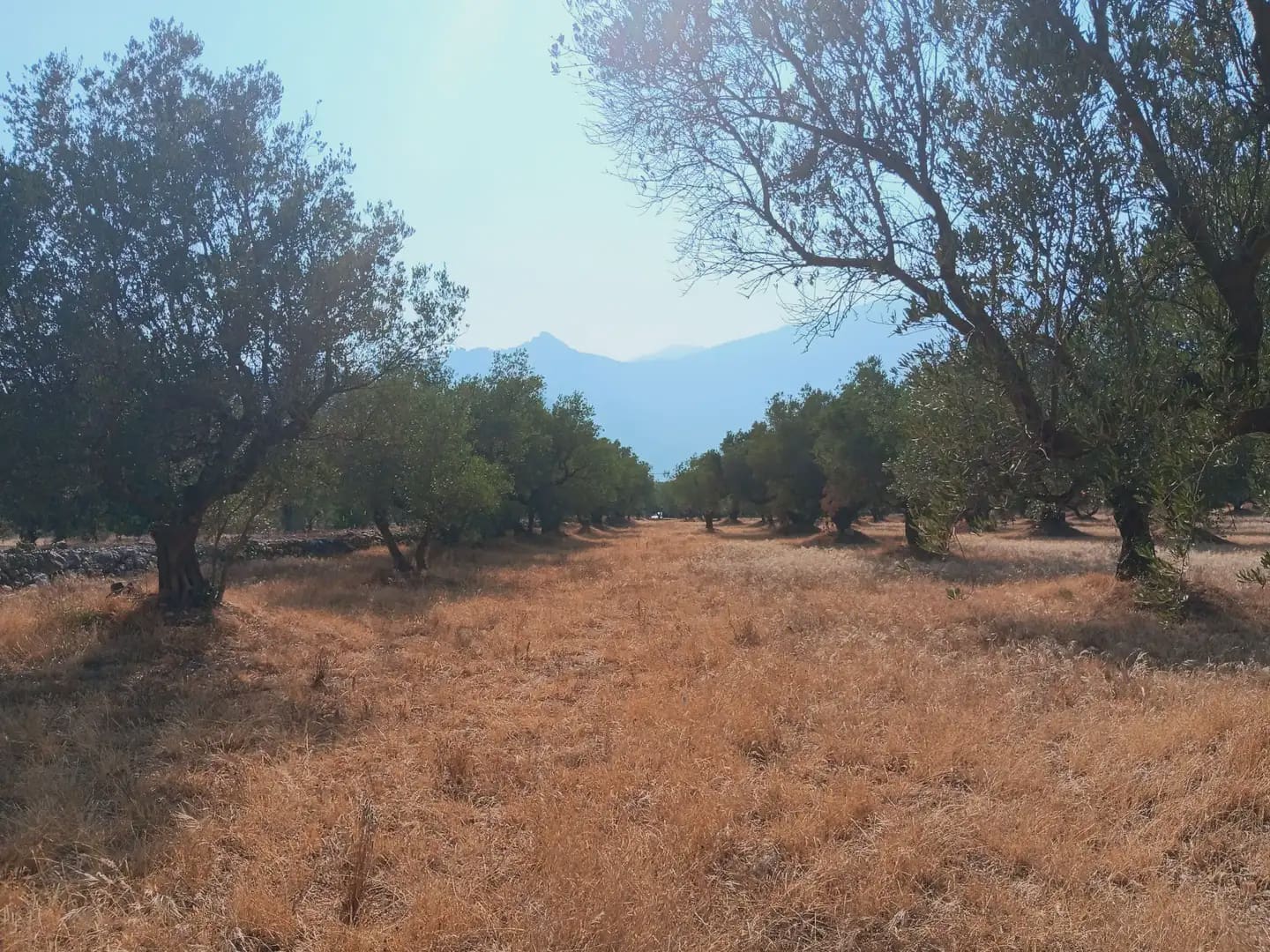 Terreno para Construção para venda em Tortosa - 80 000 € (Ref: 10024508)