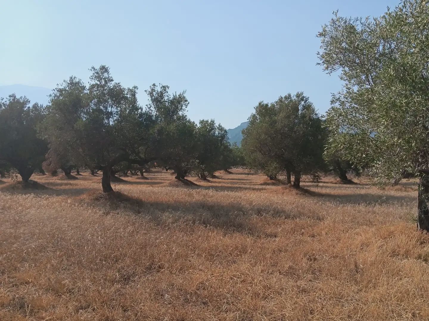 Terreno para Construção para venda em Tortosa - 80 000 € (Ref: 10024508)