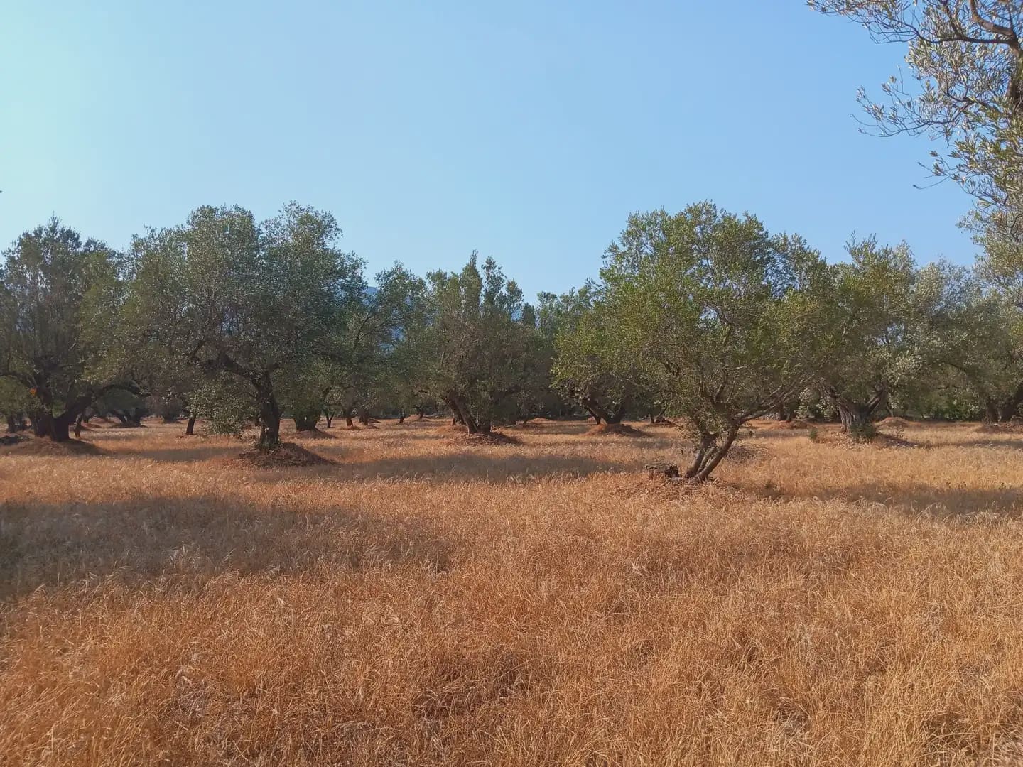Terreno para Construção para venda em Tortosa - 80 000 € (Ref: 10024508)