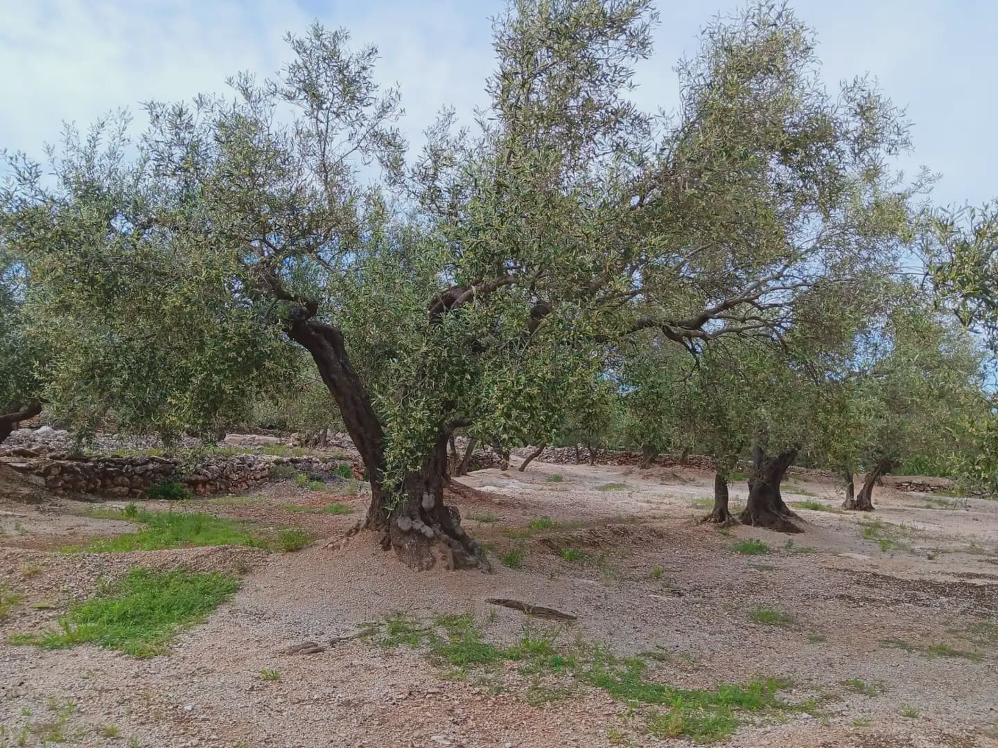 Building Plot for sale in Roquetes - € 30,000 (Ref: 10024513)