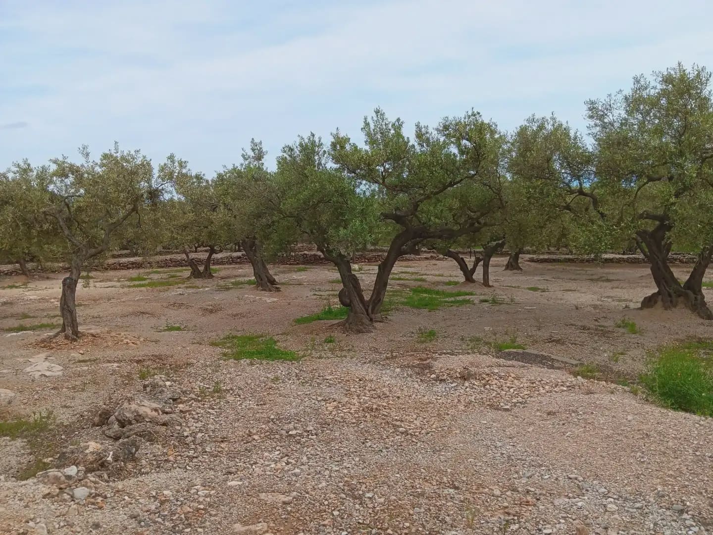 Building Plot for sale in Roquetes - € 30,000 (Ref: 10024513)
