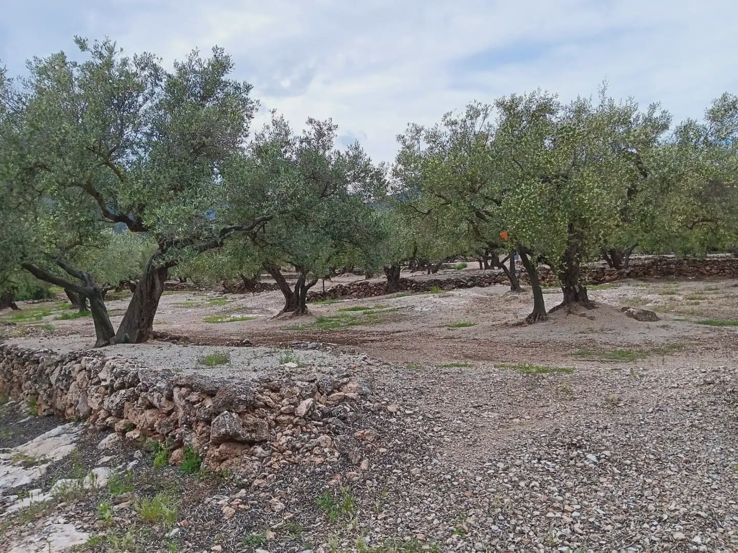 Building Plot for sale in Roquetes - € 30,000 (Ref: 10024513)