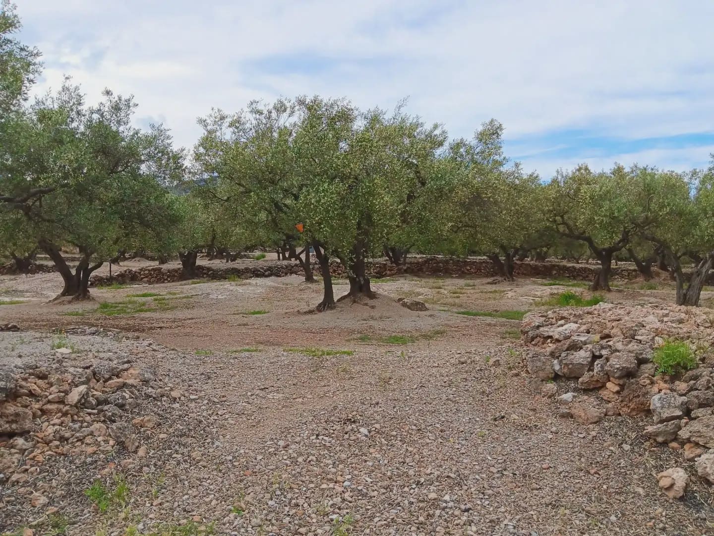 Building Plot for sale in Roquetes - € 30,000 (Ref: 10024513)