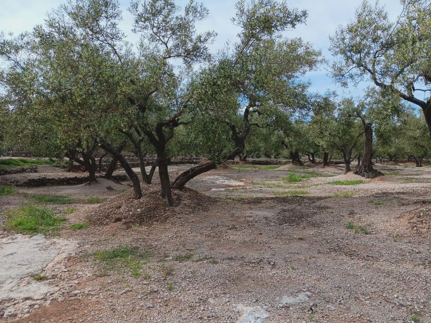 Building Plot for sale in Roquetes - € 30,000 (Ref: 10024513)