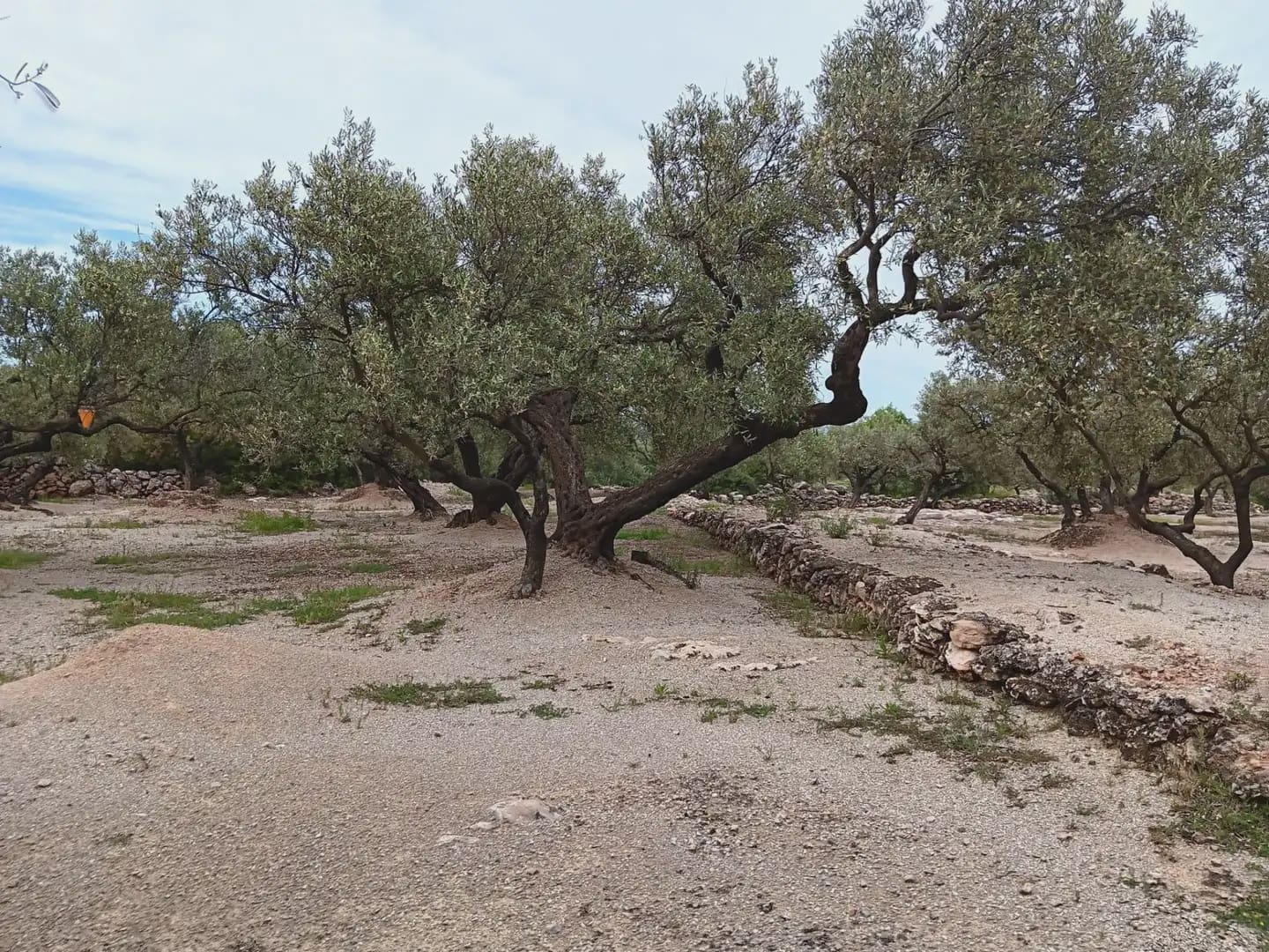 Building Plot for sale in Roquetes - € 30,000 (Ref: 10024513)
