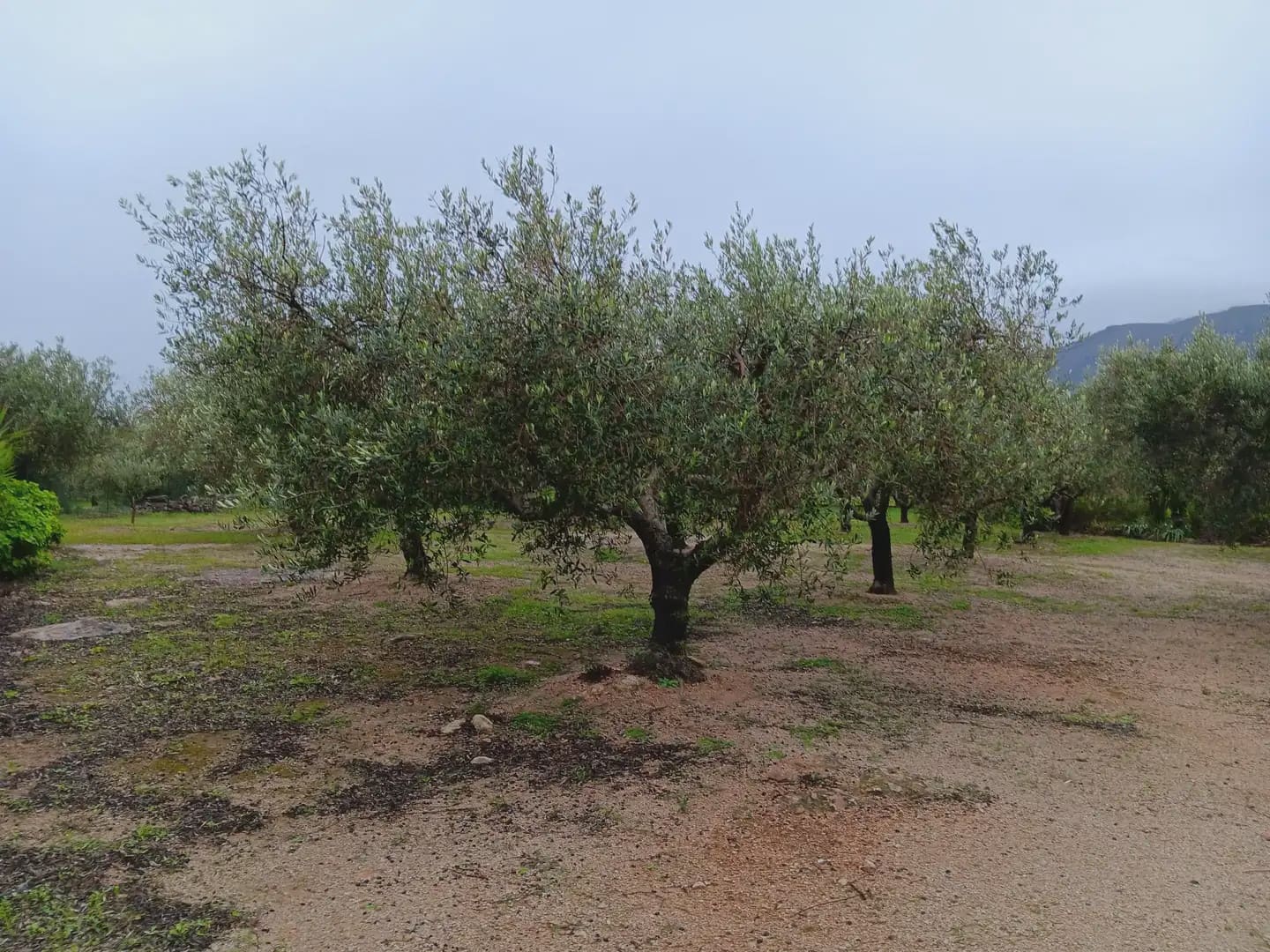 Area Edificabile in vendita in Tortosa - 65.000 € (Rif: 10024523)