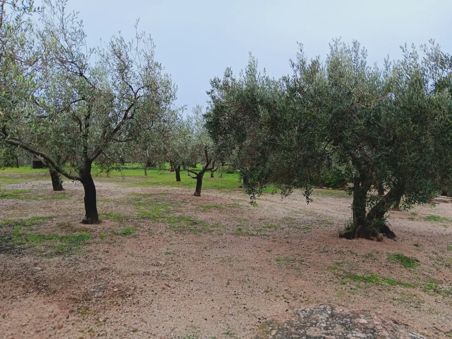 Area Edificabile in vendita in Tortosa - 65.000 € (Rif: 10024523)