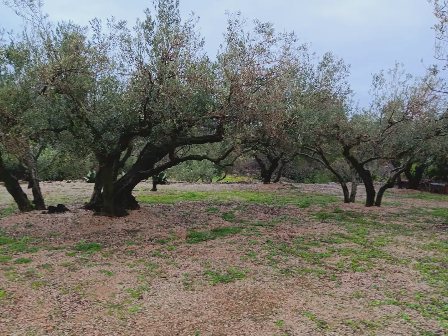 Area Edificabile in vendita in Tortosa - 65.000 € (Rif: 10024523)