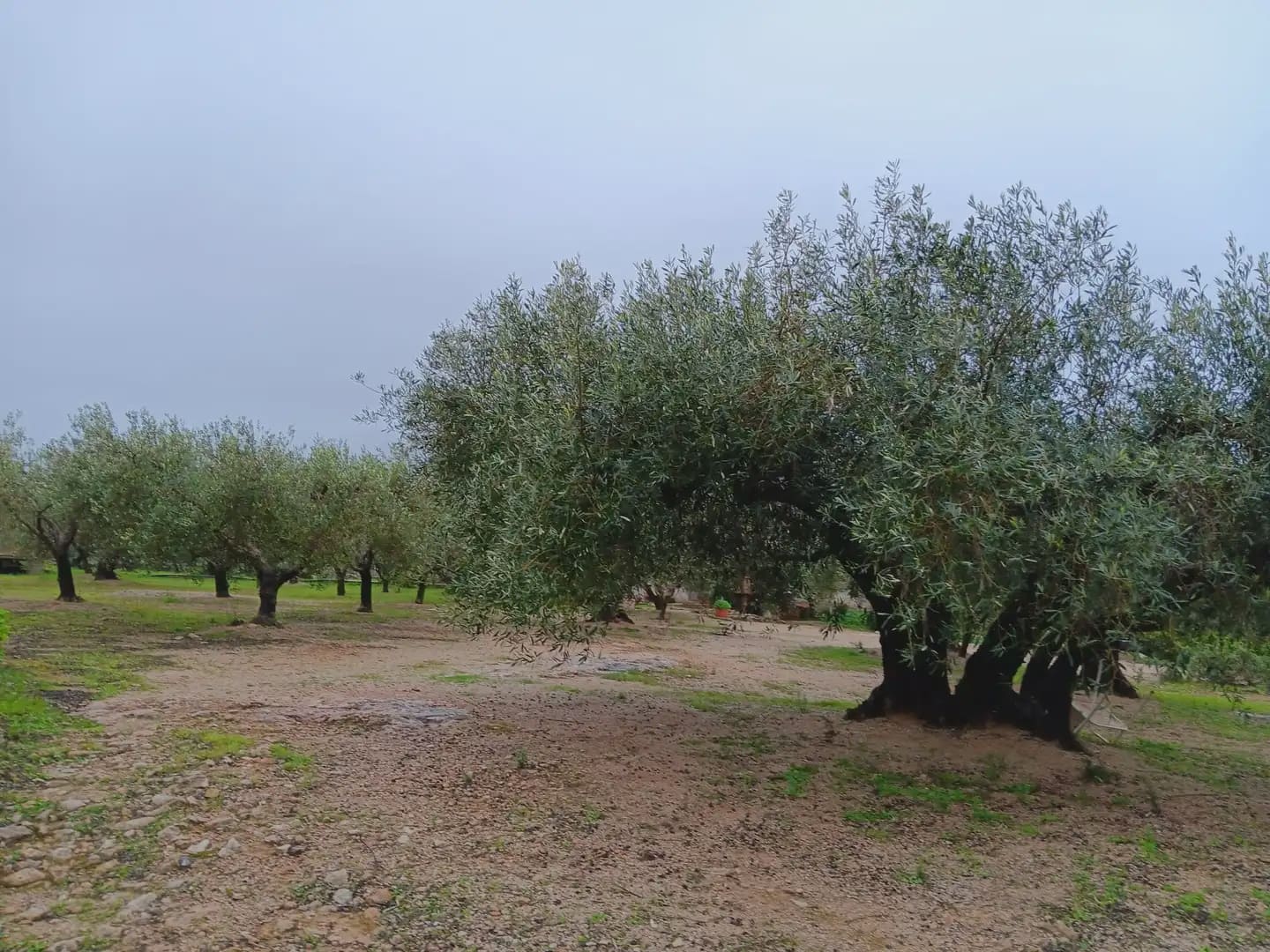 Area Edificabile in vendita in Tortosa - 65.000 € (Rif: 10024523)