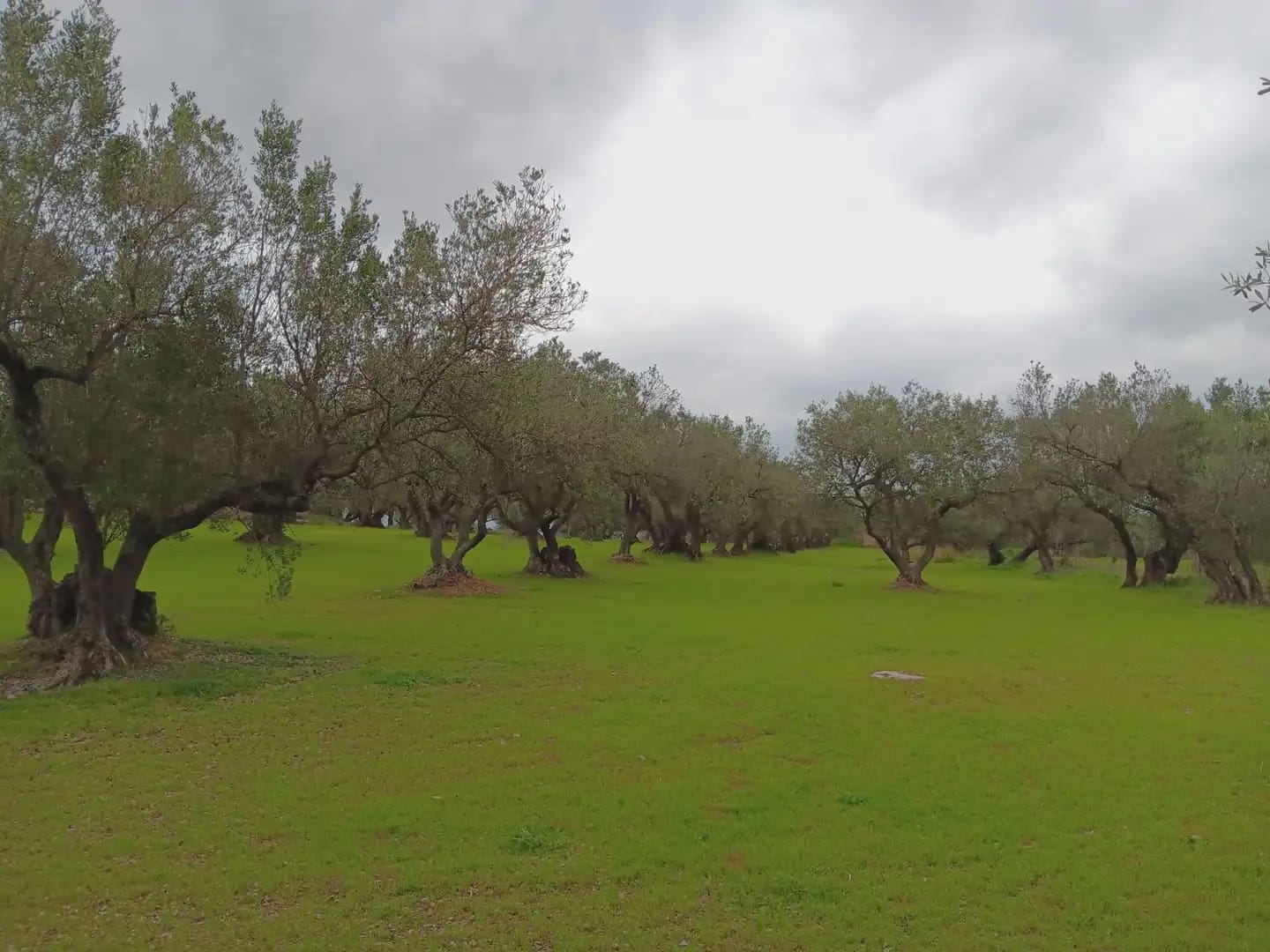 Area Edificabile in vendita in Tortosa - 50.000 € (Rif: 10024526)