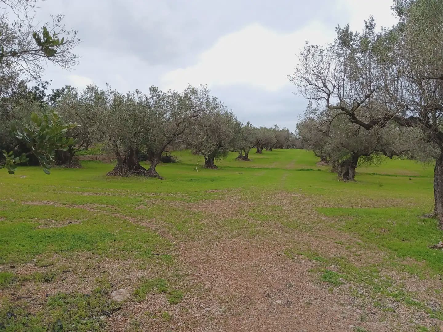Area Edificabile in vendita in Tortosa - 50.000 € (Rif: 10024526)