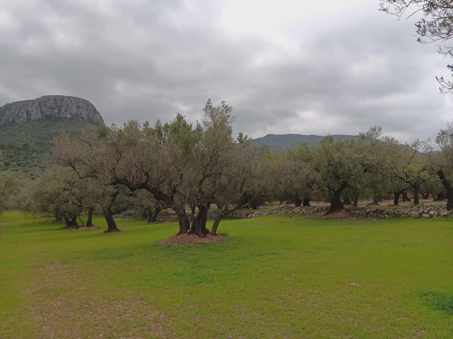 Area Edificabile in vendita in Tortosa - 50.000 € (Rif: 10024526)