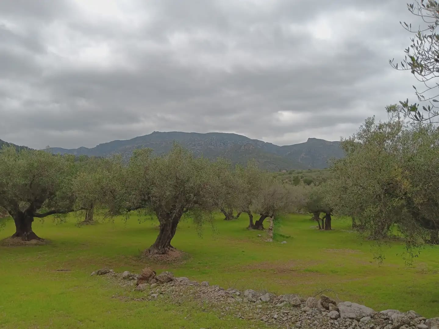 Area Edificabile in vendita in Tortosa - 50.000 € (Rif: 10024526)