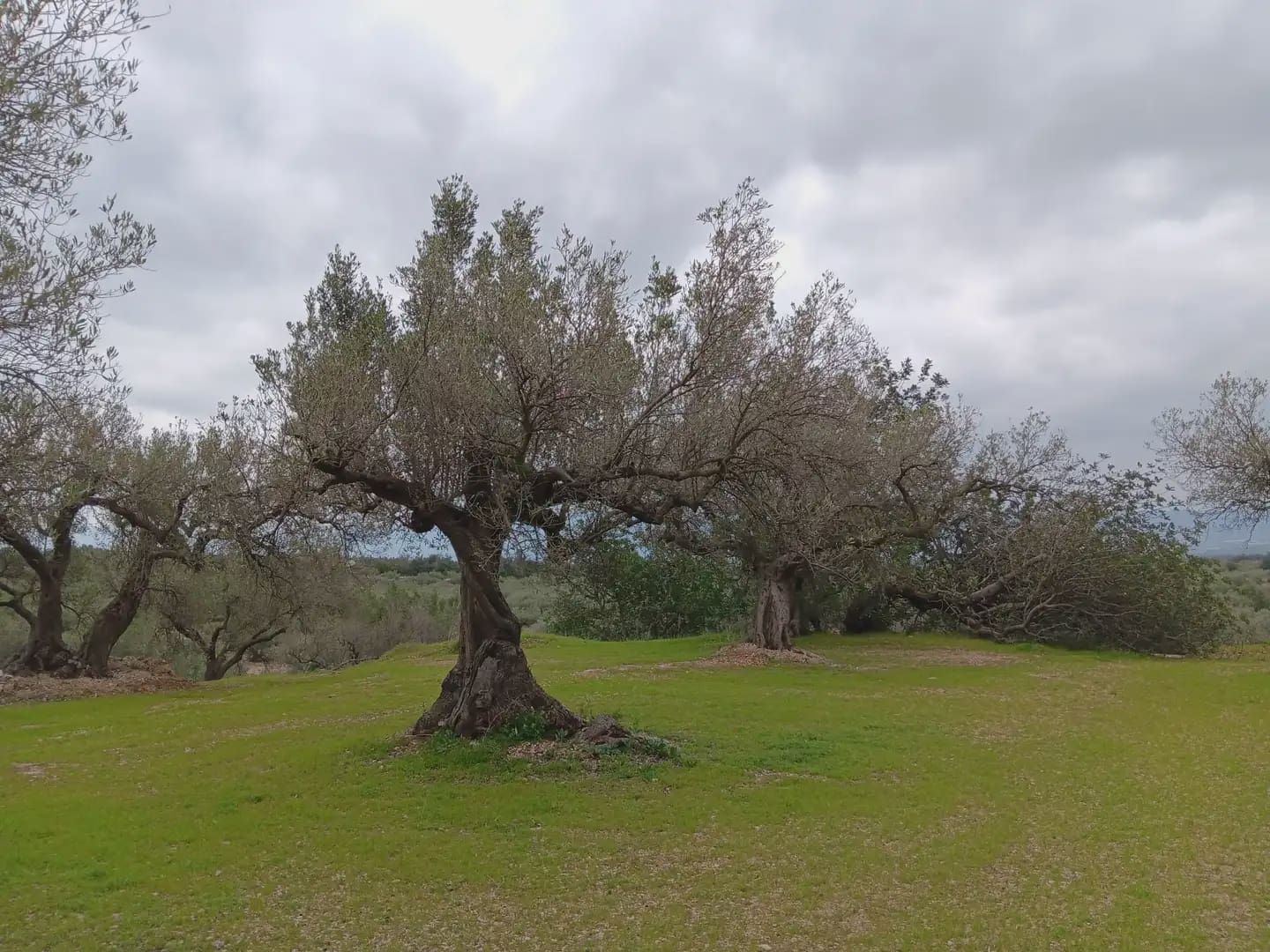 Area Edificabile in vendita in Tortosa - 50.000 € (Rif: 10024526)