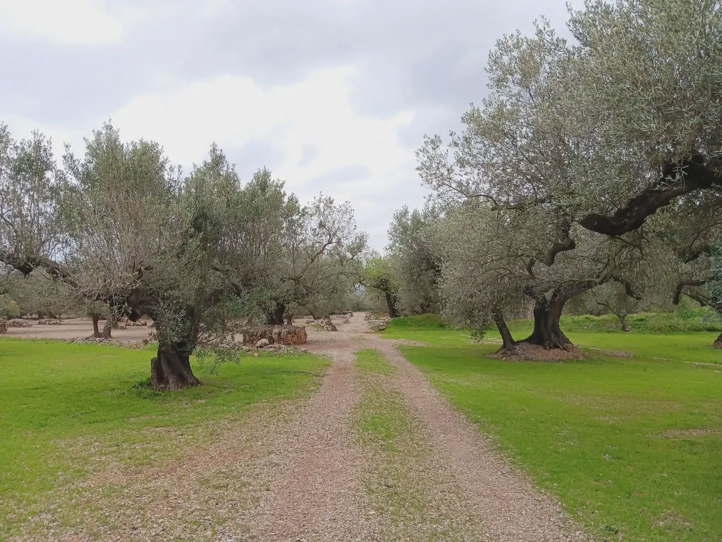 Area Edificabile in vendita in Tortosa - 50.000 € (Rif: 10024526)