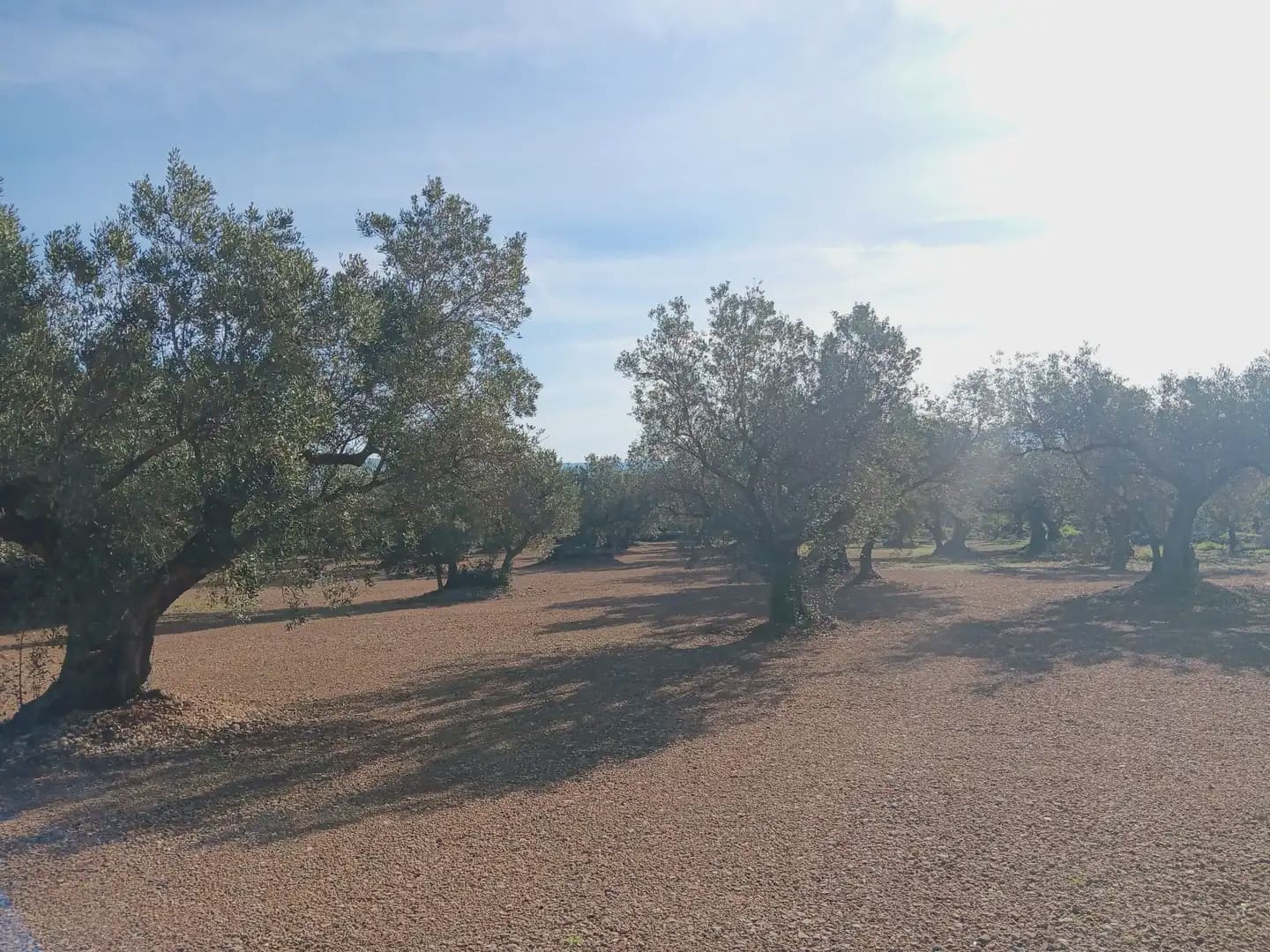 Terrain à Bâtir à vendre à Roquetes - 75 000 € (Ref: 10024530)