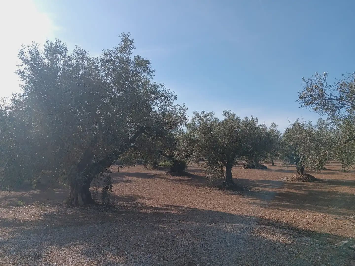 Terrain à Bâtir à vendre à Roquetes - 75 000 € (Ref: 10024530)