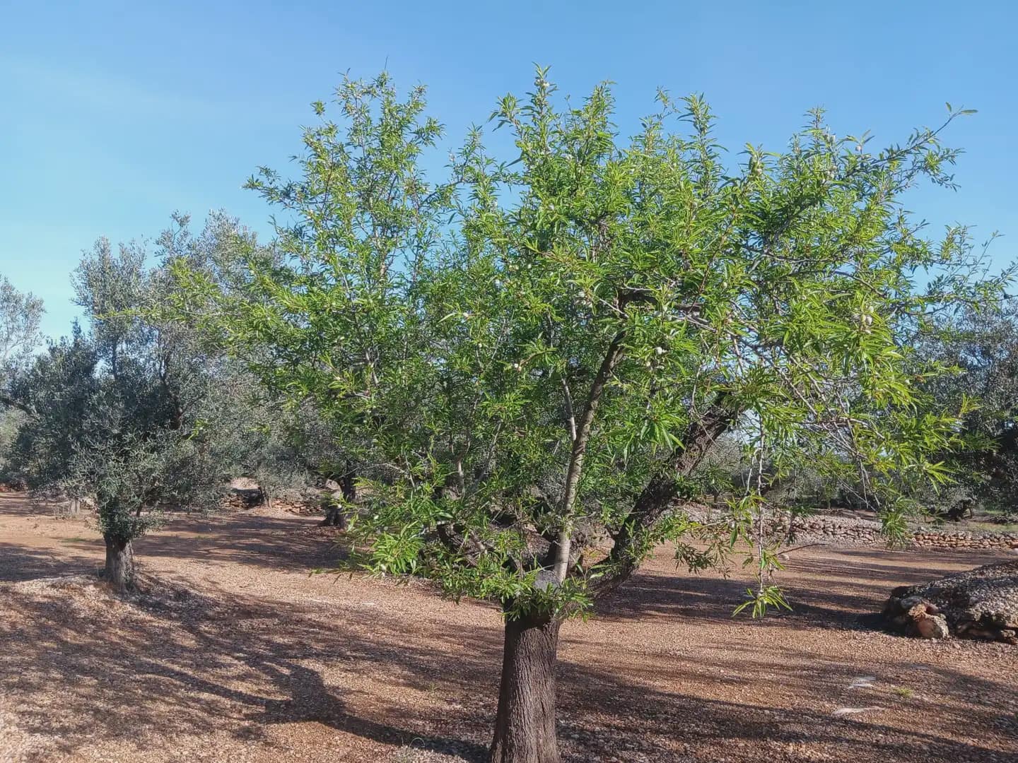 Terrain à Bâtir à vendre à Roquetes - 75 000 € (Ref: 10024530)